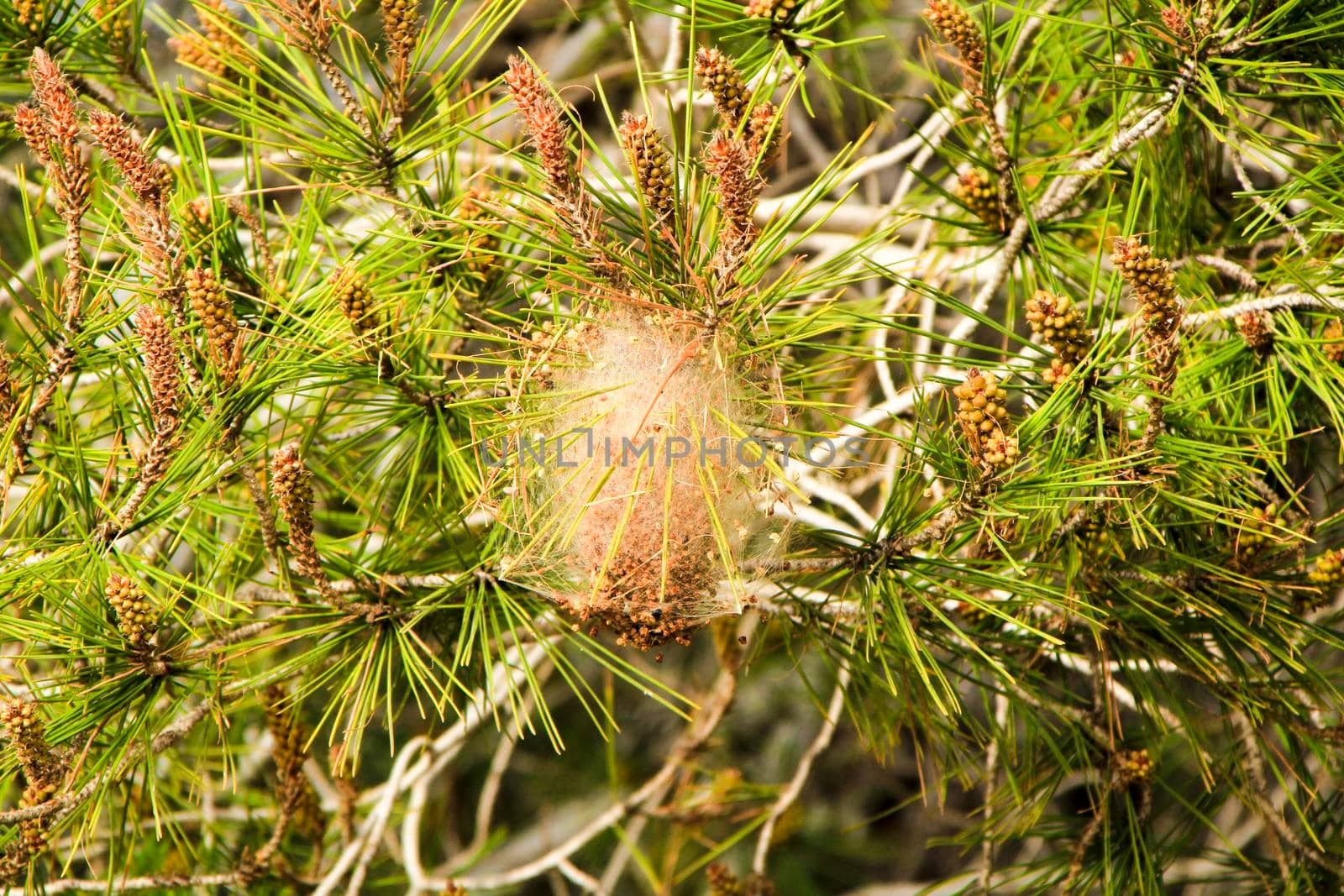 Processsionary nest on a pine tree in spring