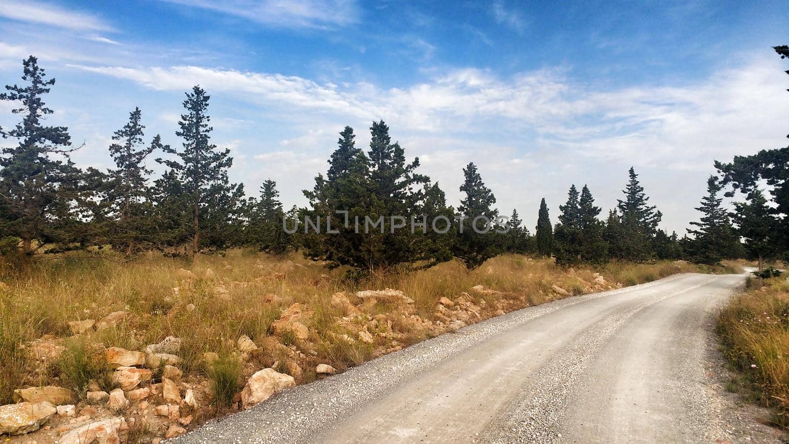 Countryside landscape with native bushes and conifers at sunset in Alicante, Spain