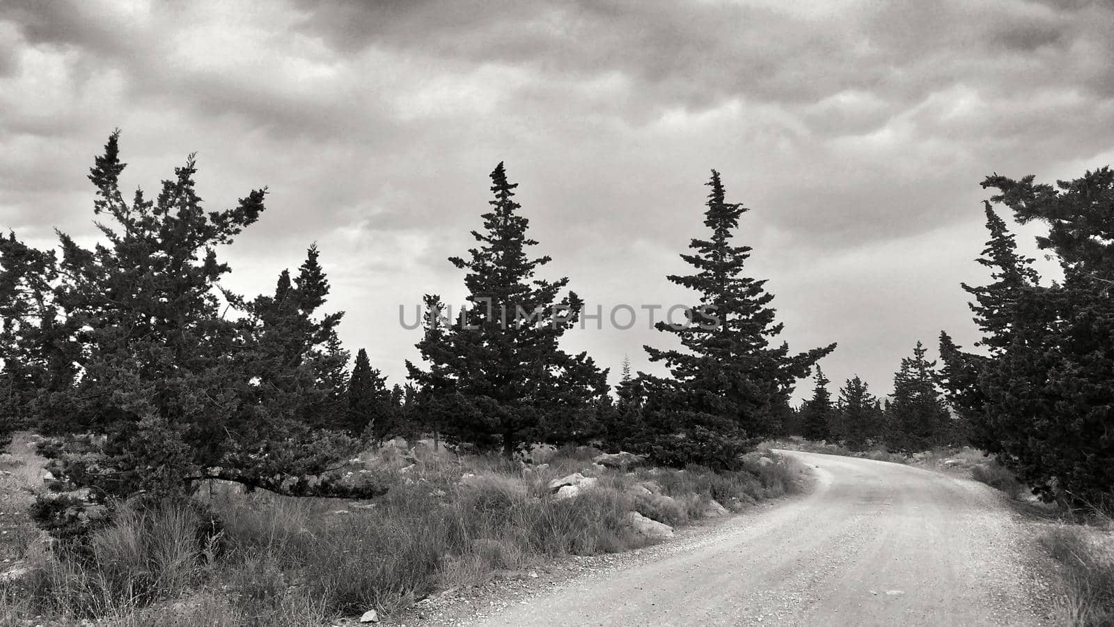 Countryside landscape with native bushes and conifers in Alicante, Spain