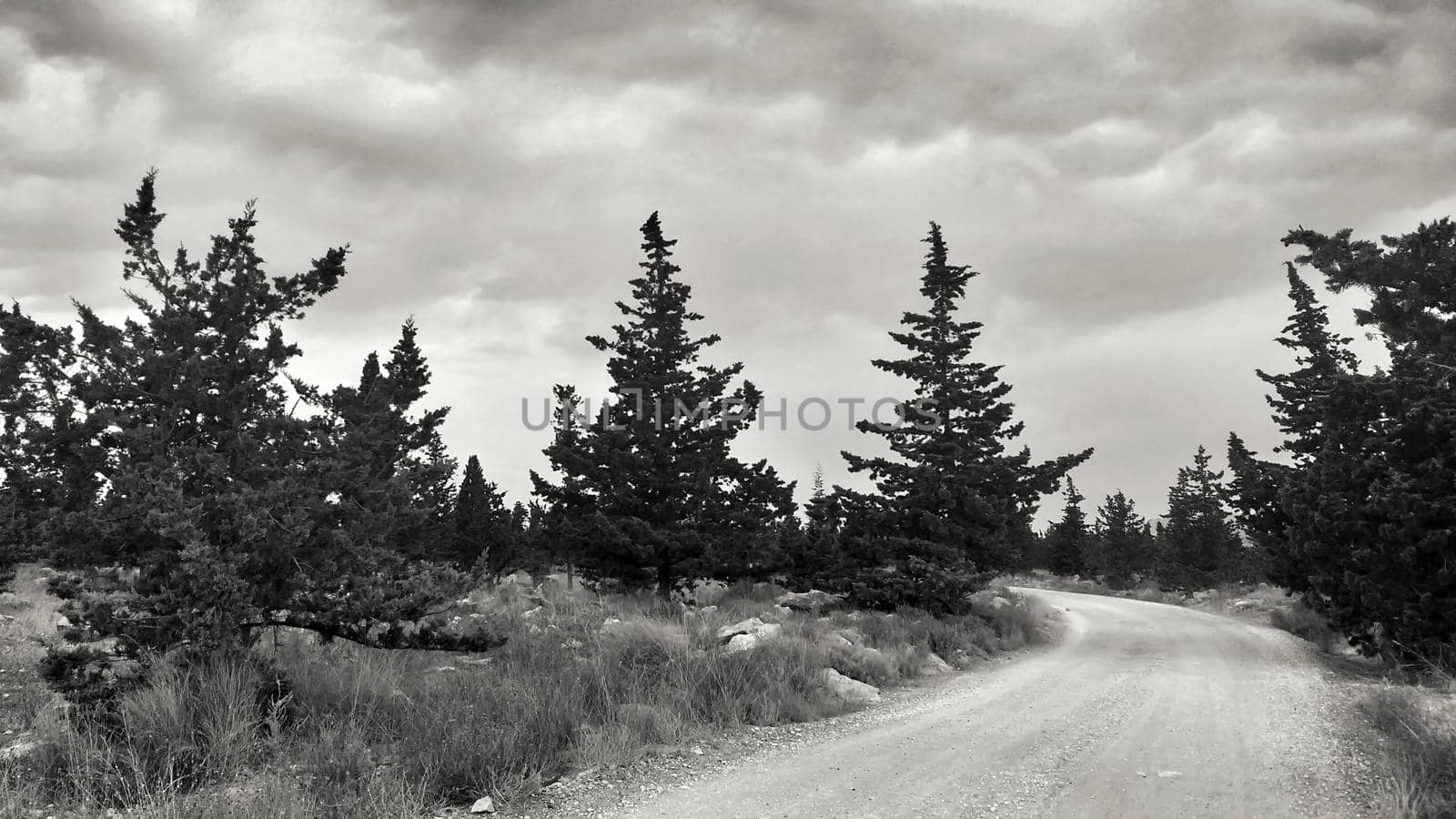 Countryside landscape with native bushes and conifers in Alicante, Spain
