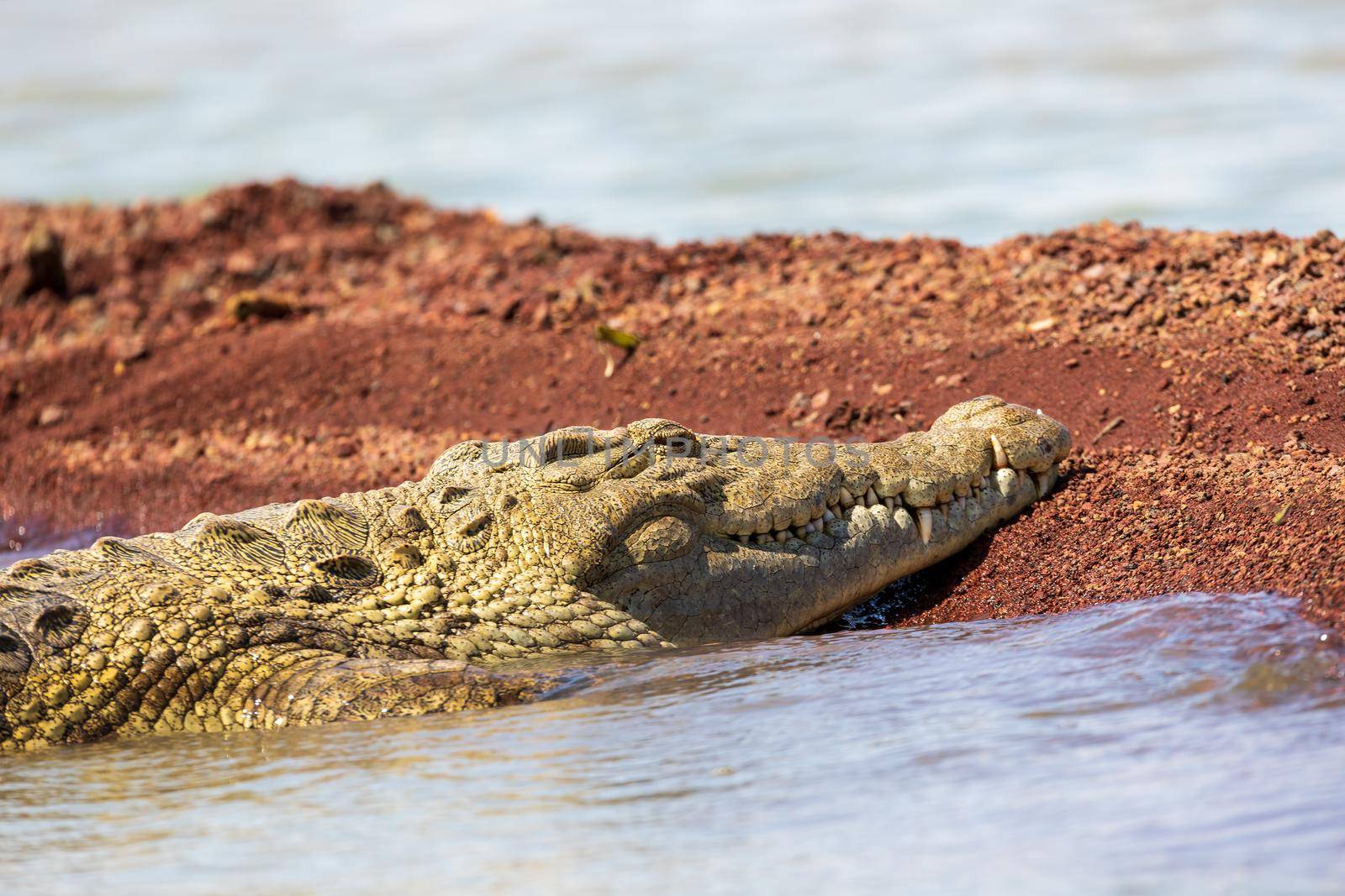 nile crocodile partially on bank. Crocodylus niloticus, largest fresh water crocodile in Africa, is panting and resting on ground. Chamo lake, Arba Minch Ethiopia, Africa wildlife