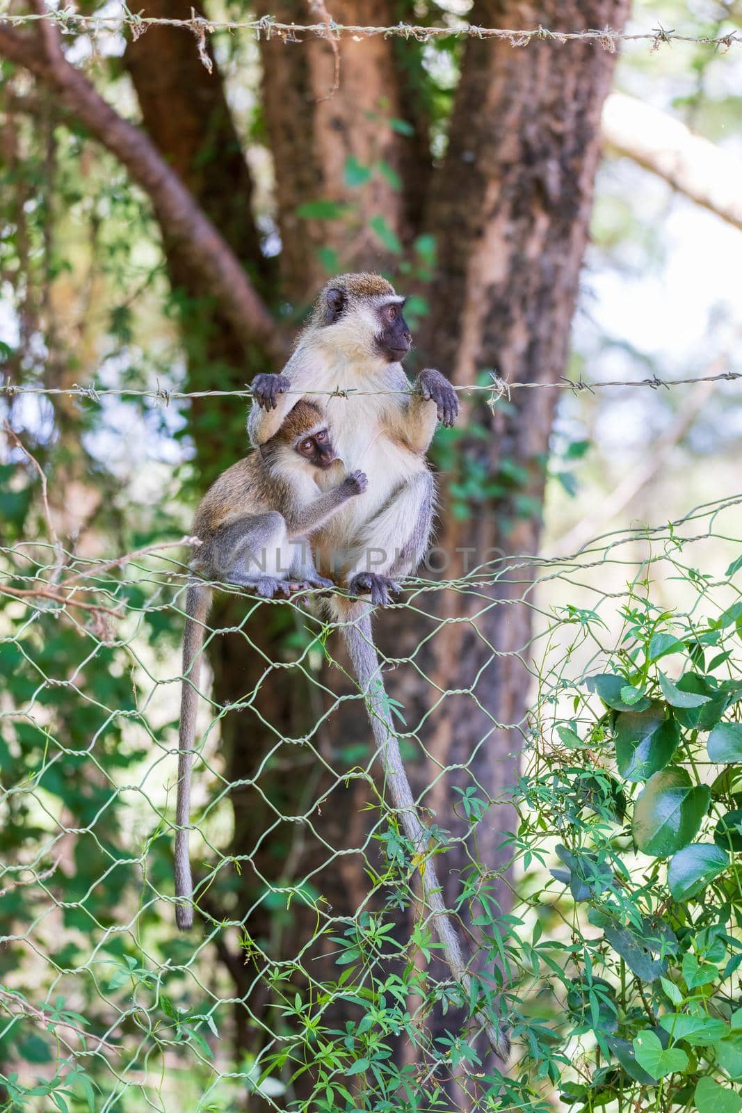 cute Vervet monkey with baby hung on a wire fence in Lake Chamo national park, Arba Minch, Ethiopia wildlife