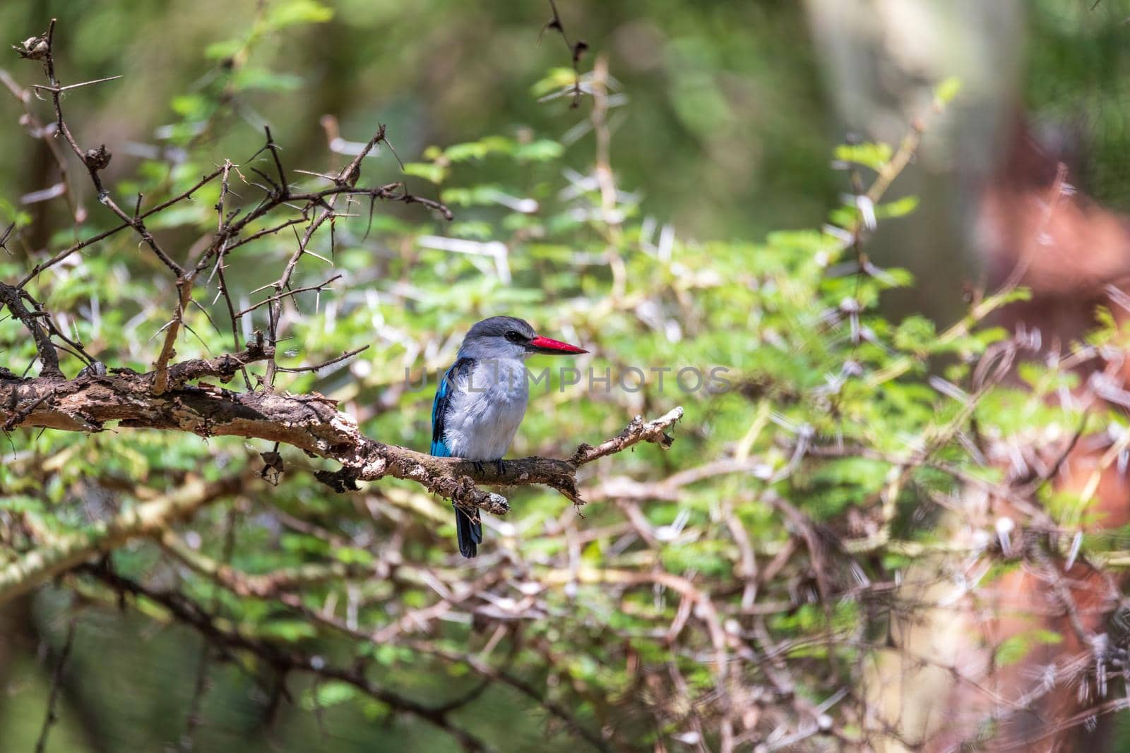 beautiful bird woodland kingfisher perched on tree branch, Halcyon senegalensis, Lake Chamo, Ethiopia, Africa wildlife