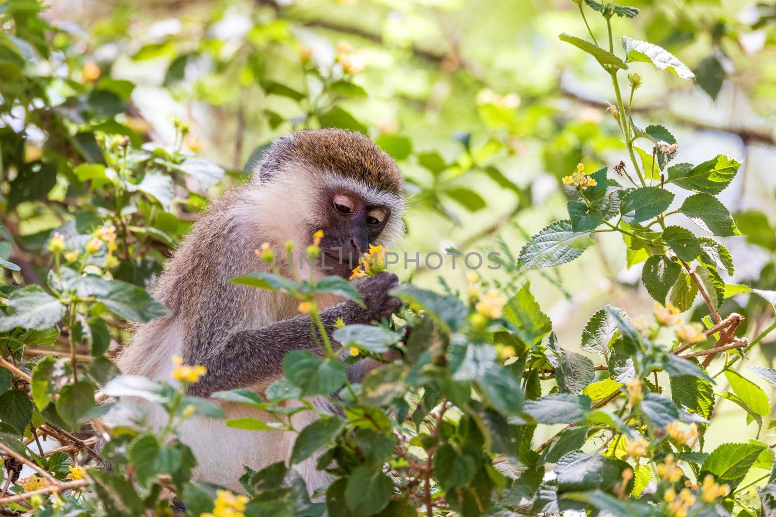 cute feeding Vervet monkey in Lake Chamo national park, Arba Minch, Ethiopia wildlife