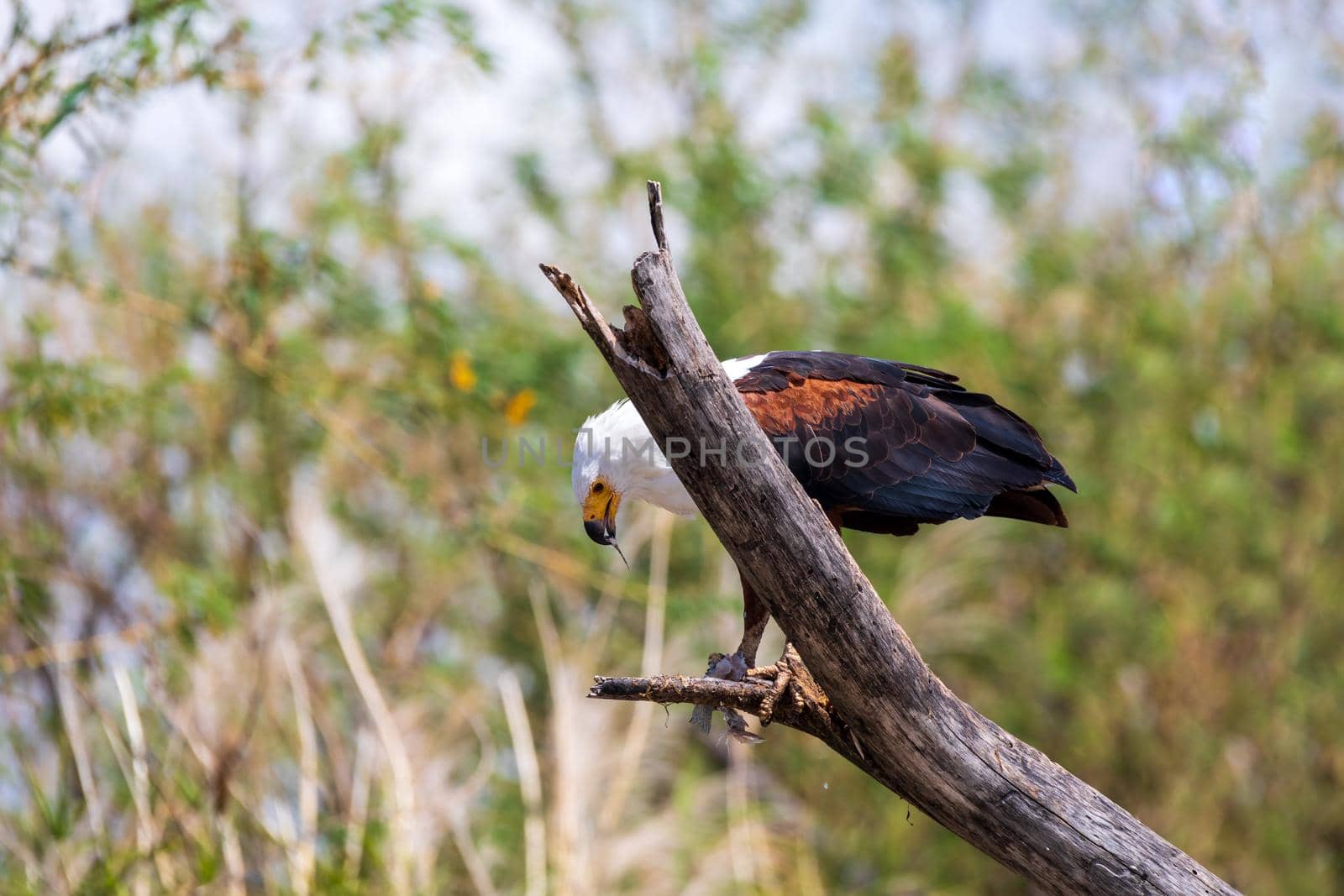 African Fish Eagle eats caught fish on tree, Haliaeetus vocifer, large species of eagle found throughout sub-Saharan Africa, Chamo lake, Ethiopia Africa wildlife