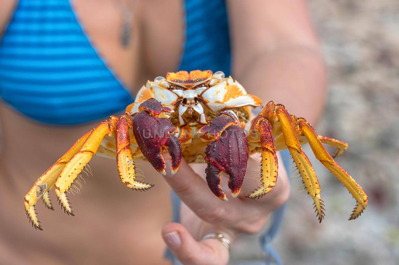 Crab close-up in a female hand on a background of a figure in a blue swimsuit