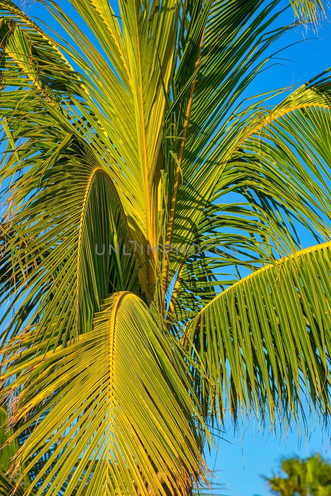 Palm leaves against the blue sky illuminated by the bright sun