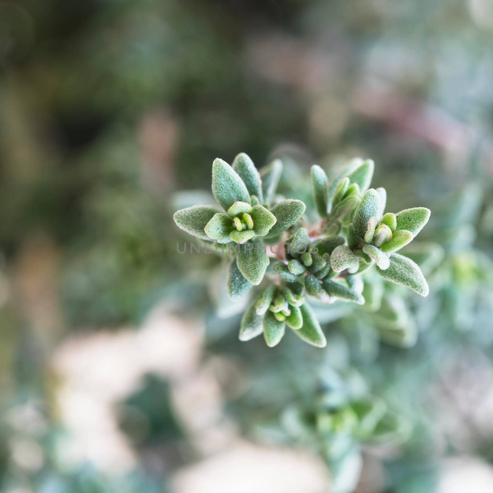 Close up of thyme leaves with shallow depth of field