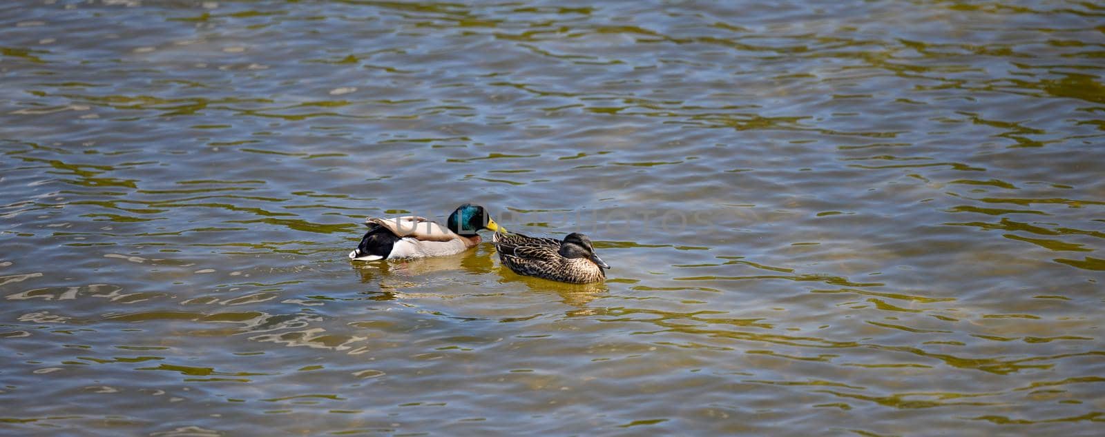 a couple of ducks mallard swims in the Dnieper river on a spring day, banner