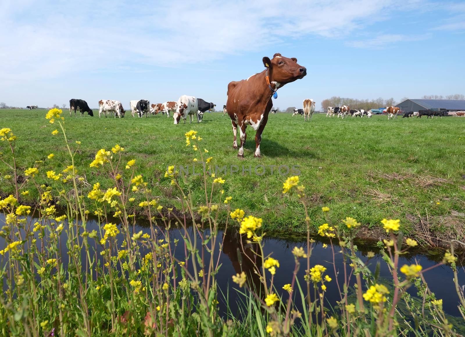 spotted cows and yellow spring flowers in meadow between utrecht and gouda in the netherlands on sunny spring day