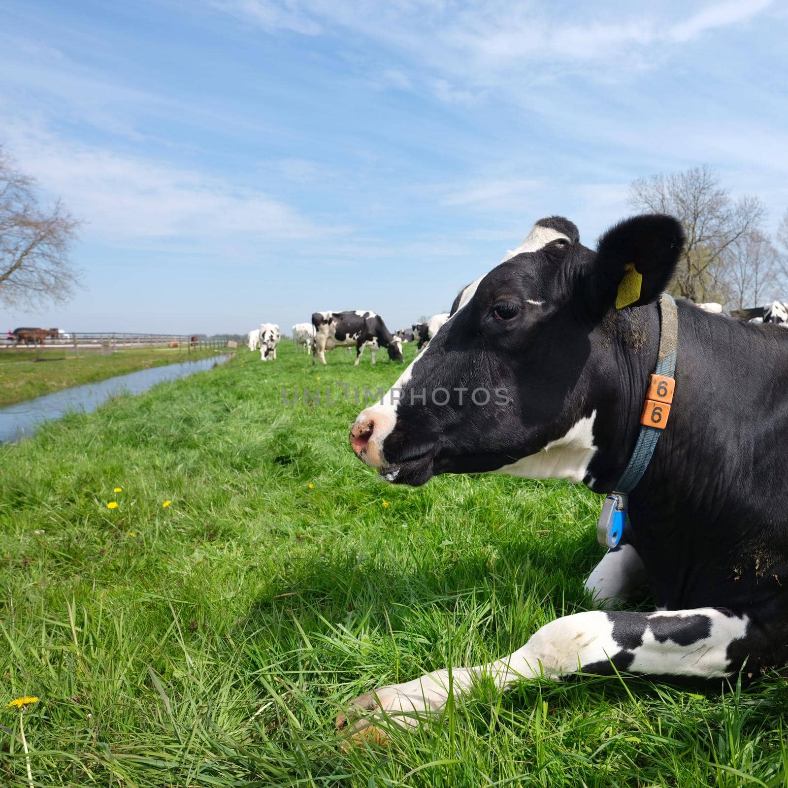 closeup of black and white spotted cow in dutch meadow under blue sky in the netherlands