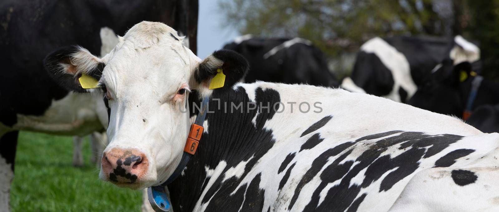 head of black and white spotted cow closeup in dutch meadow in holland