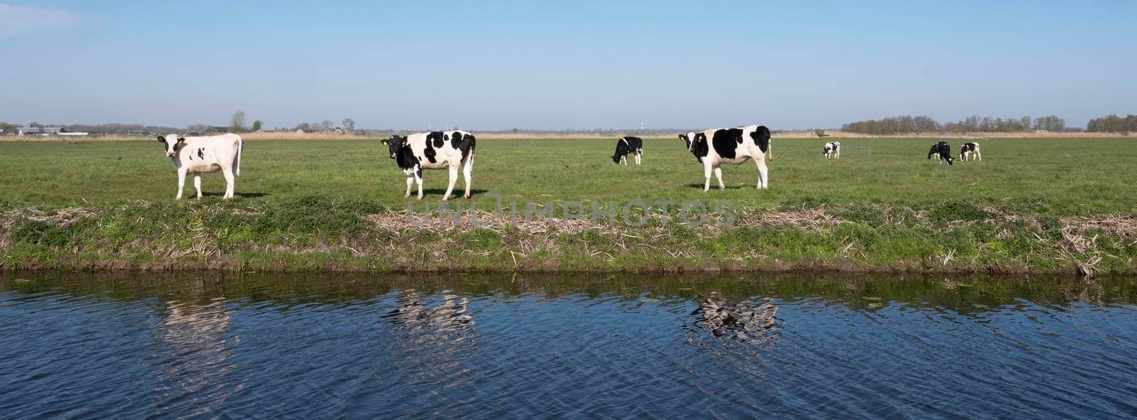 black and white spotted holstein calves in green grassy spring meadow under blue sky in the netherlands between utrecht and gouda