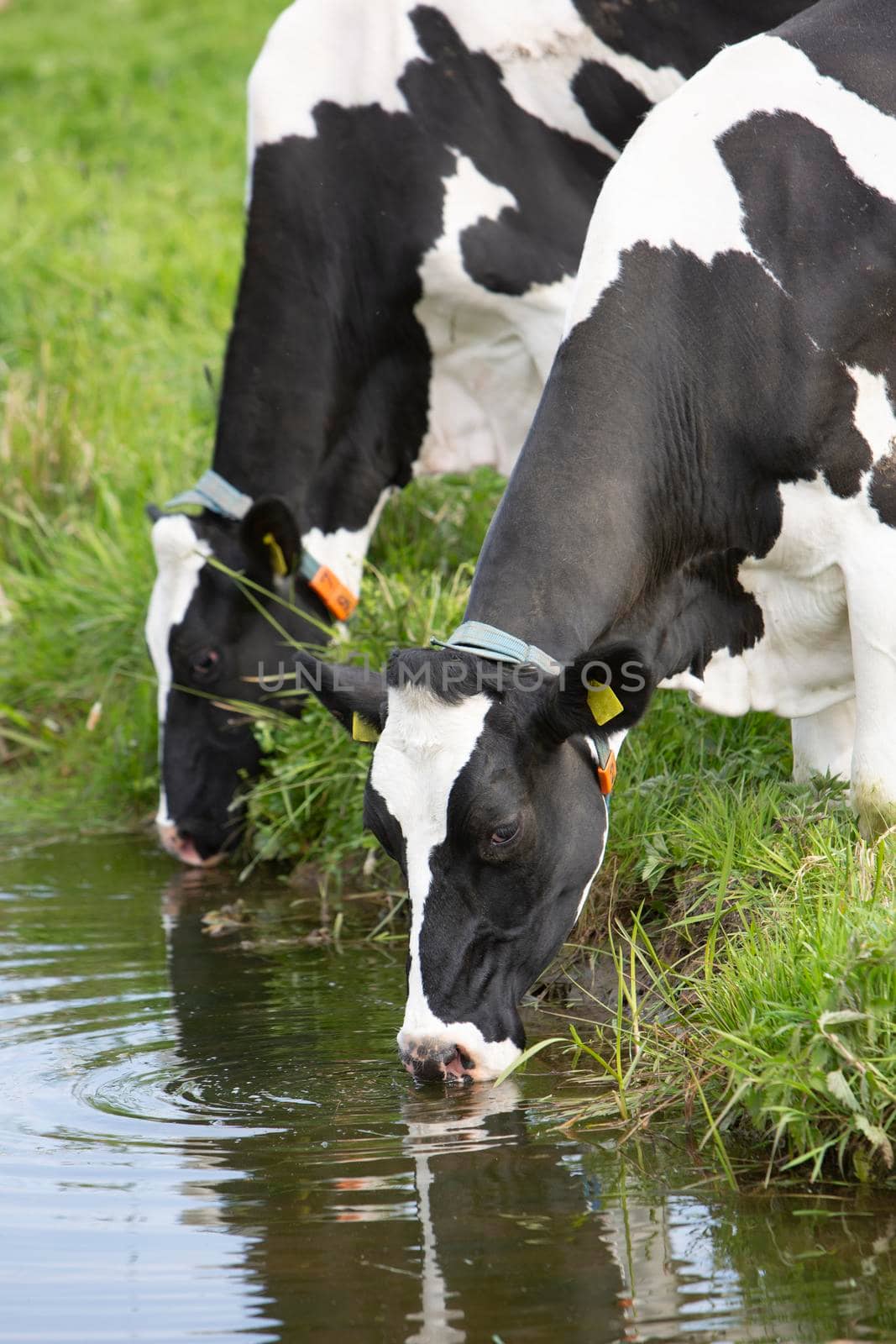 black and white spotted cows drink from water of canal in holland by ahavelaar