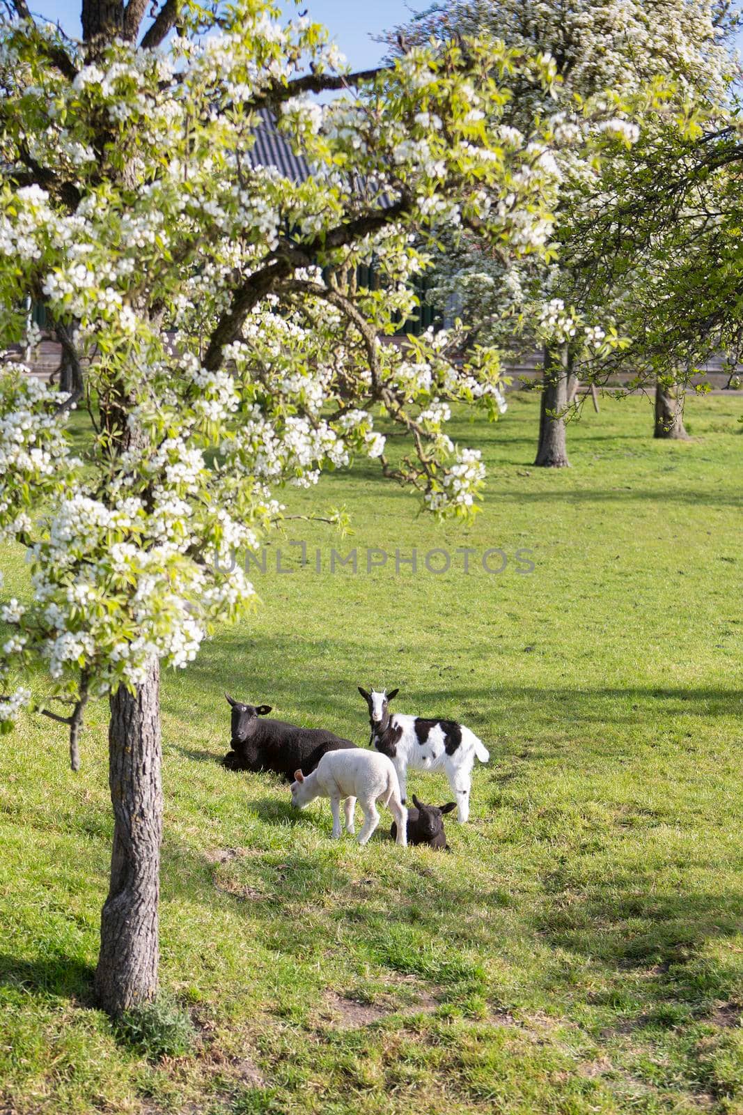 goat and lambs near blossoming spring orchard between utrecht and gouda in holland by ahavelaar