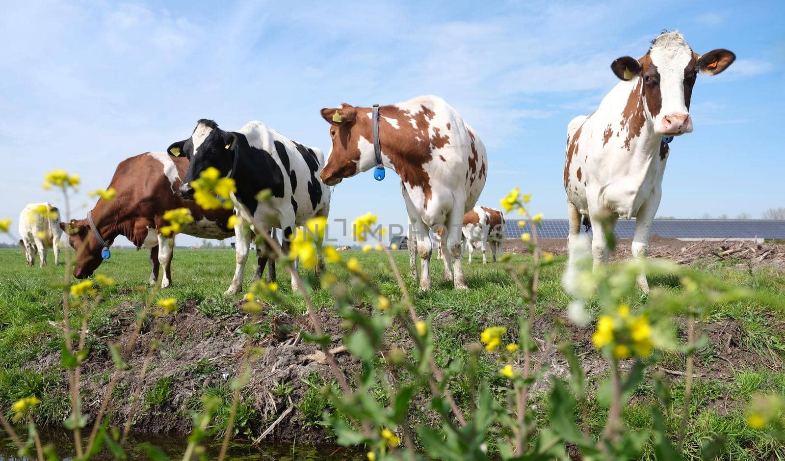 spotted cows and yellow spring flowers in meadow between utrecht and gouda in holland by ahavelaar
