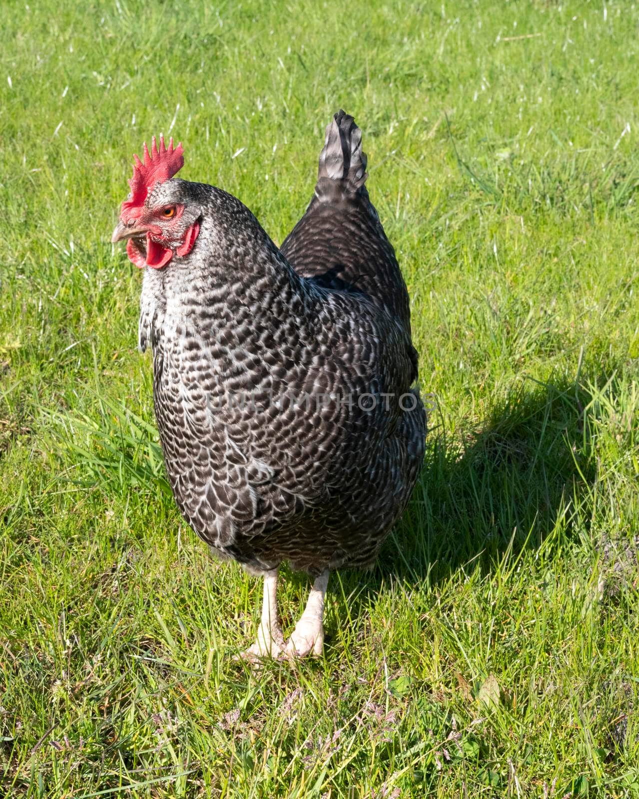 plymouth Rock chicken stands in grass of meadow on sunny day