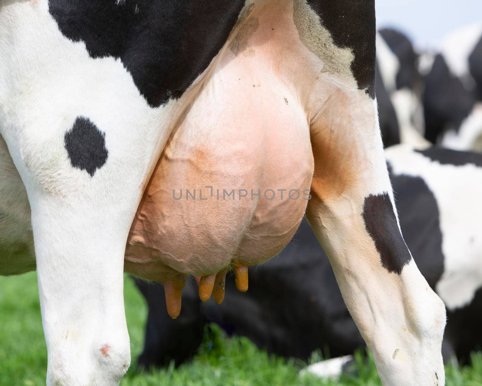 udder of black and white spotted cow closeup in meadow by ahavelaar