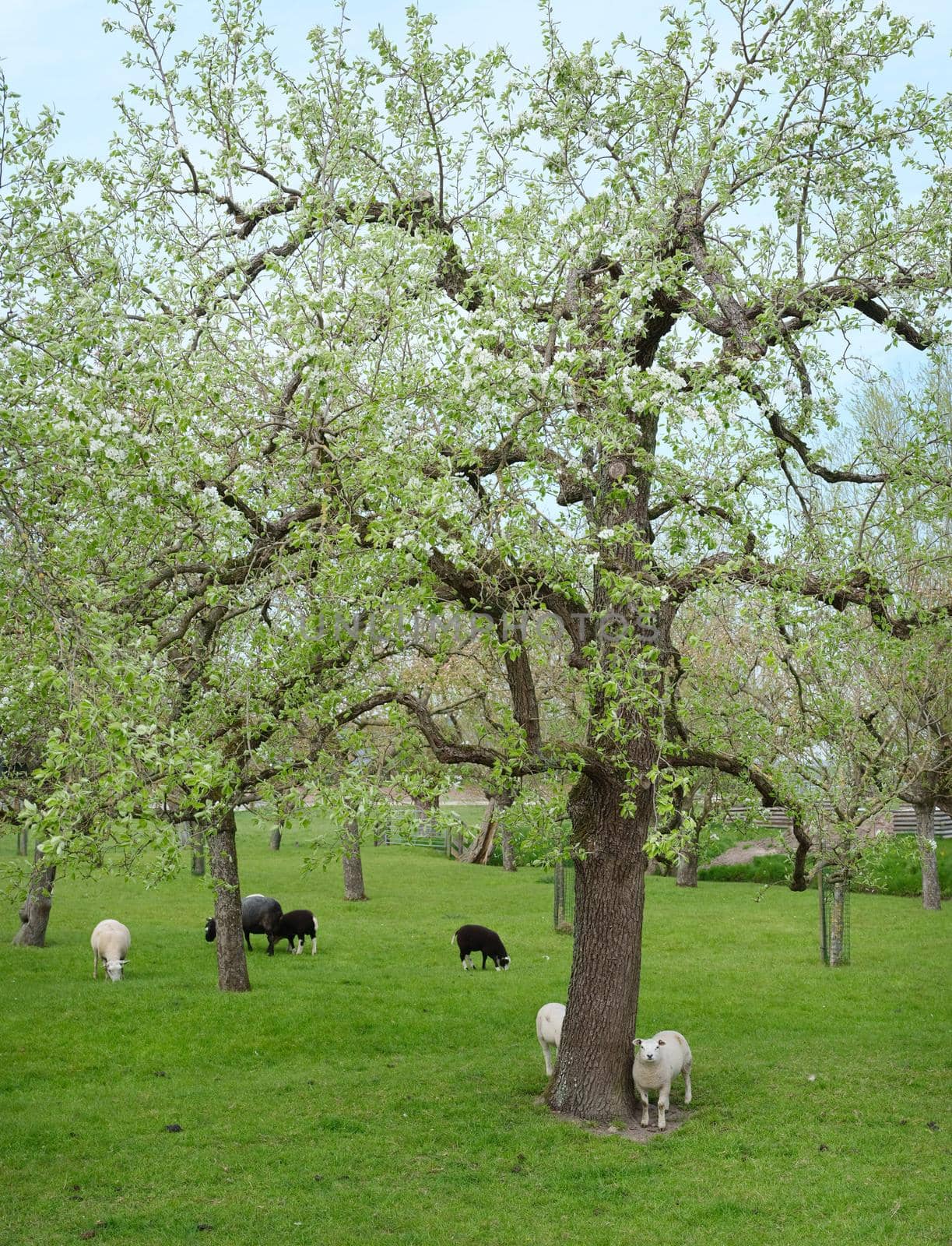 sheep and lambs in spring orchard under blue sky with blossoming trees near Gouda in holland