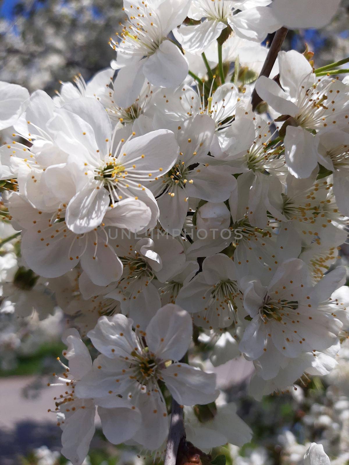 Spring flowering cherry on a clear sky background.