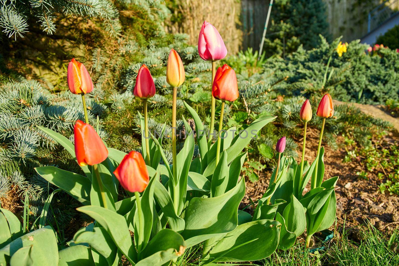 Tulips in blossom during spring time