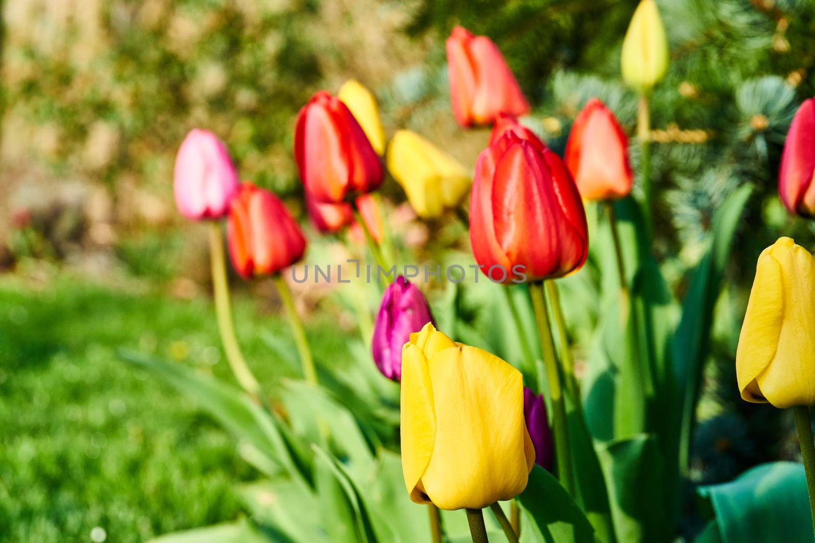 Tulips in blossom during spring time