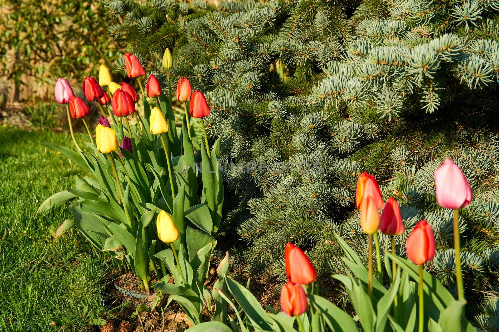 Tulips in blossom during spring time