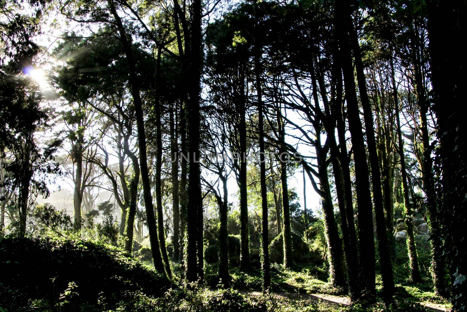 Beautiful leafy forest with colossal trees and soft sun rays in Sintra Mountains in Lisbon, Portugal