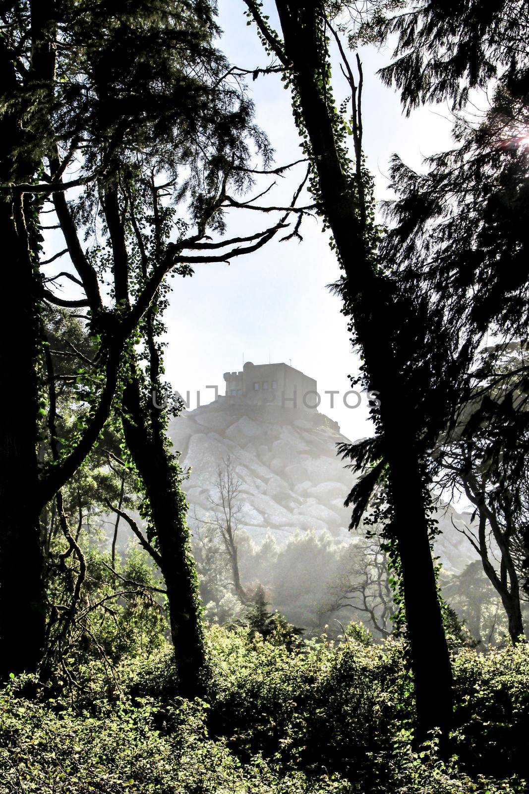 Beautiful leafy forest with colossal trees and soft sun rays in Sintra Mountains in Lisbon, Portugal. Capuchin convent in the background
