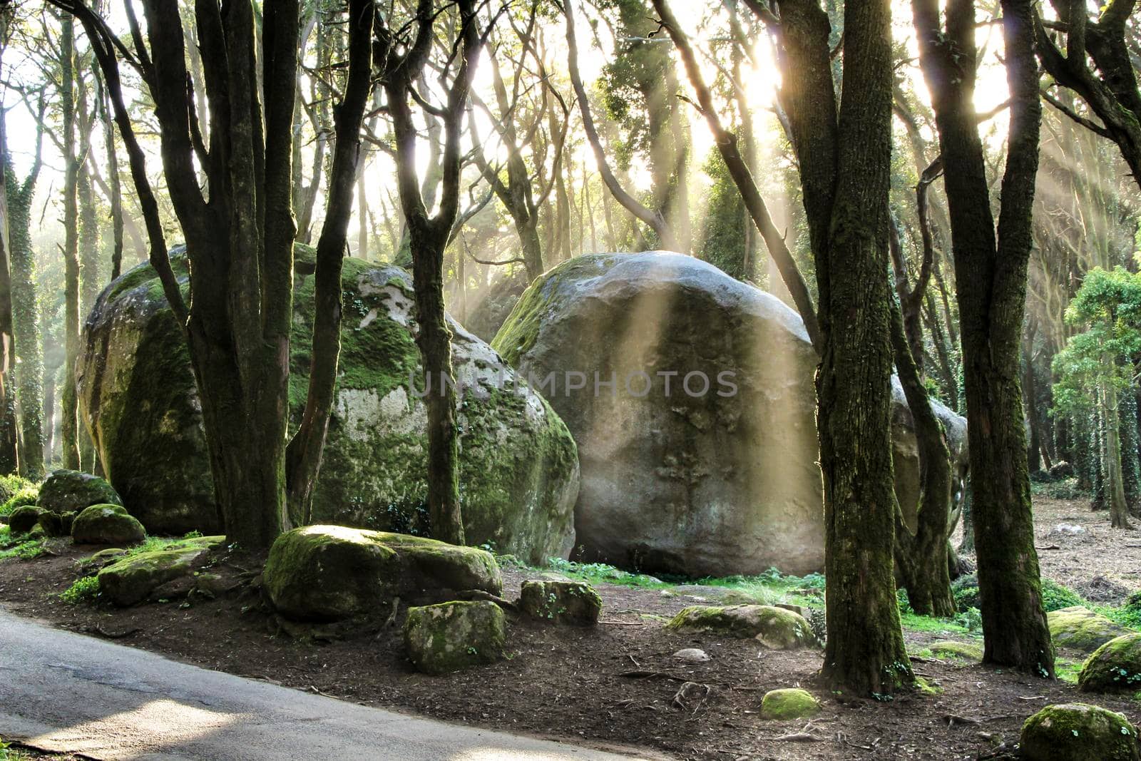 Beautiful leafy forest with colossal rock formations and majestic trees with soft sun rays in Sintra Mountains in Lisbon, Portugal