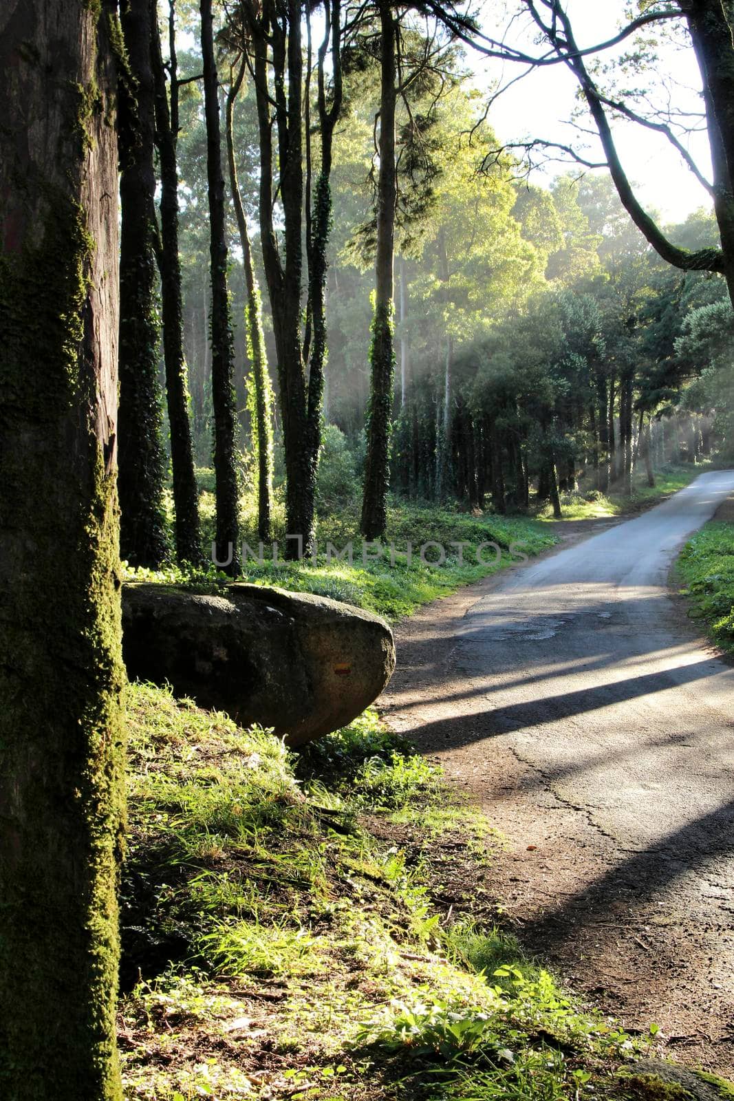 Road crossing leafy pine forest in Sintra Mountains in Lisbon, Portugal