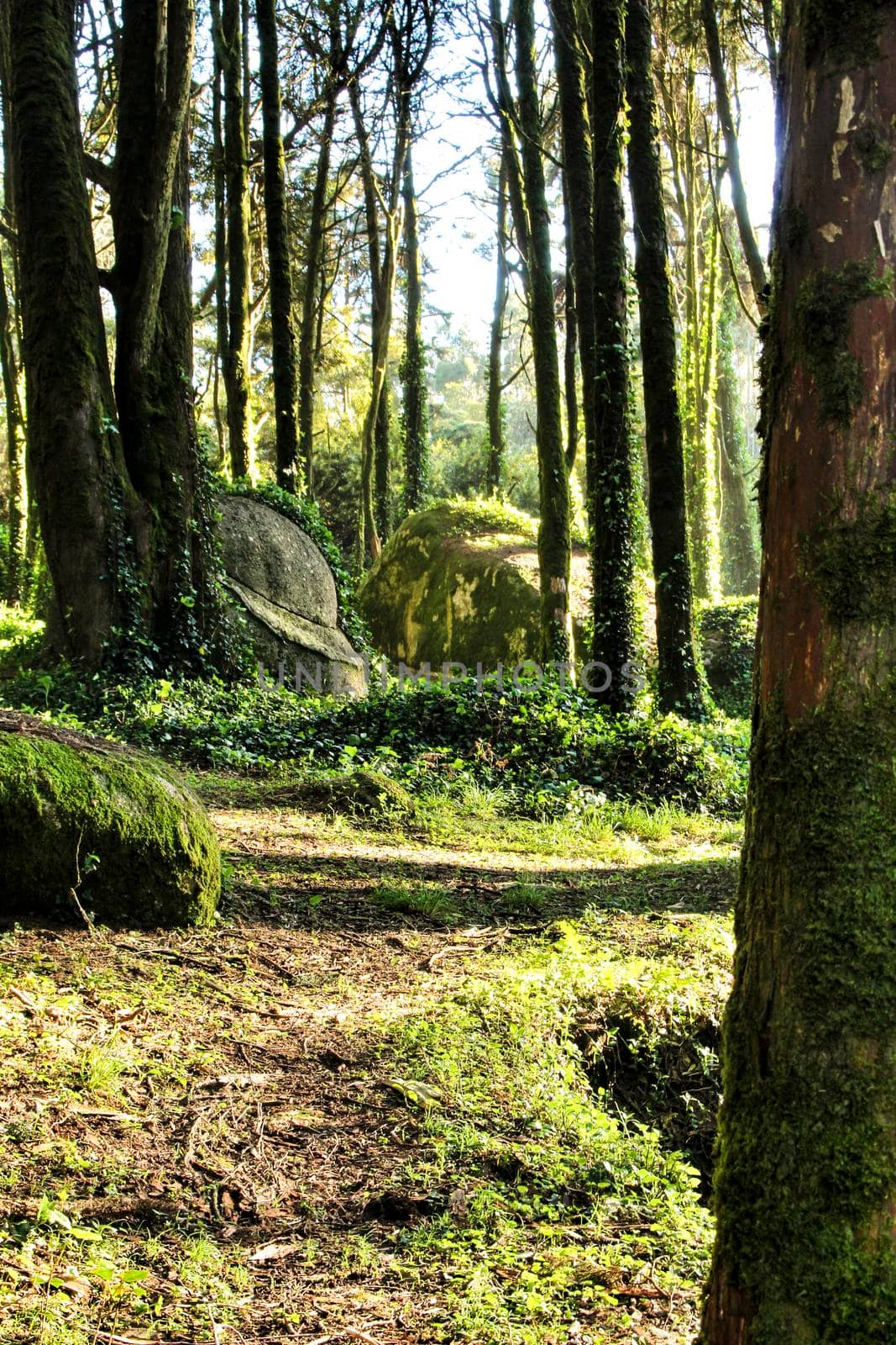 Beautiful leafy forest with colossal rock formations and majestic trees with soft sun rays in Sintra Mountains in Lisbon, Portugal
