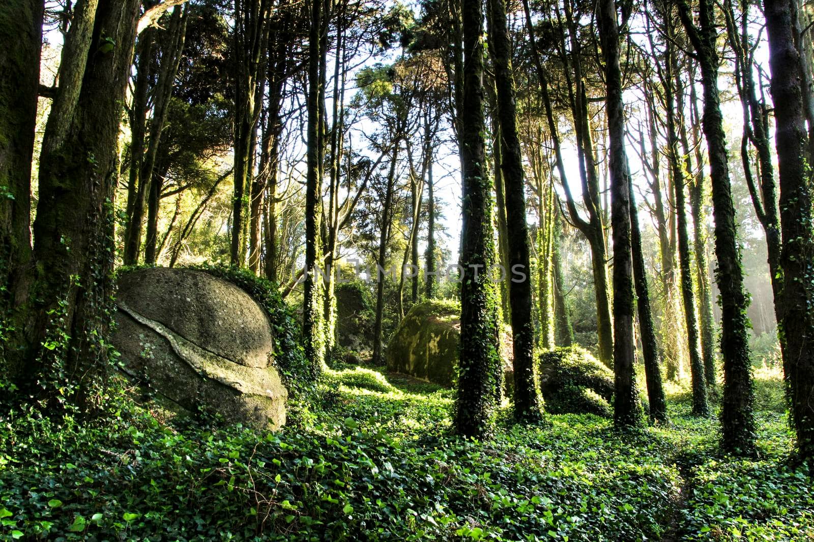 Beautiful leafy forest with colossal rock formations and majestic trees with soft sun rays in Sintra Mountains in Lisbon, Portugal