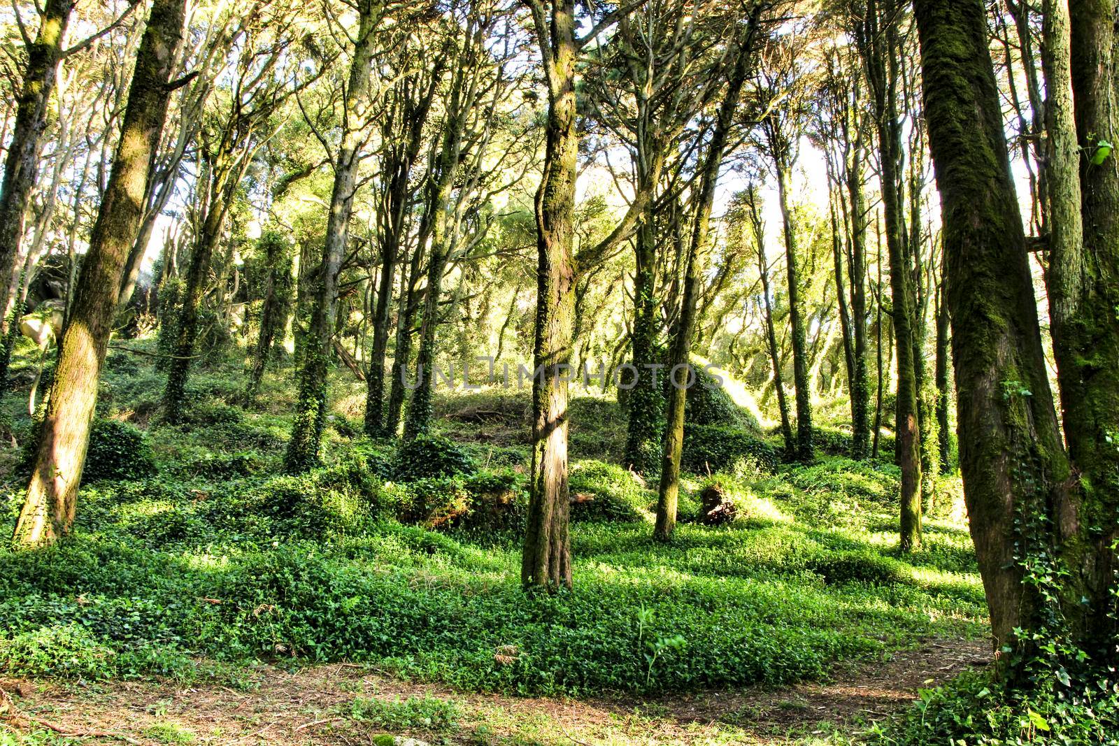 Beautiful leafy forest with colossal trees and soft sun rays in Sintra Mountains in Lisbon, Portugal
