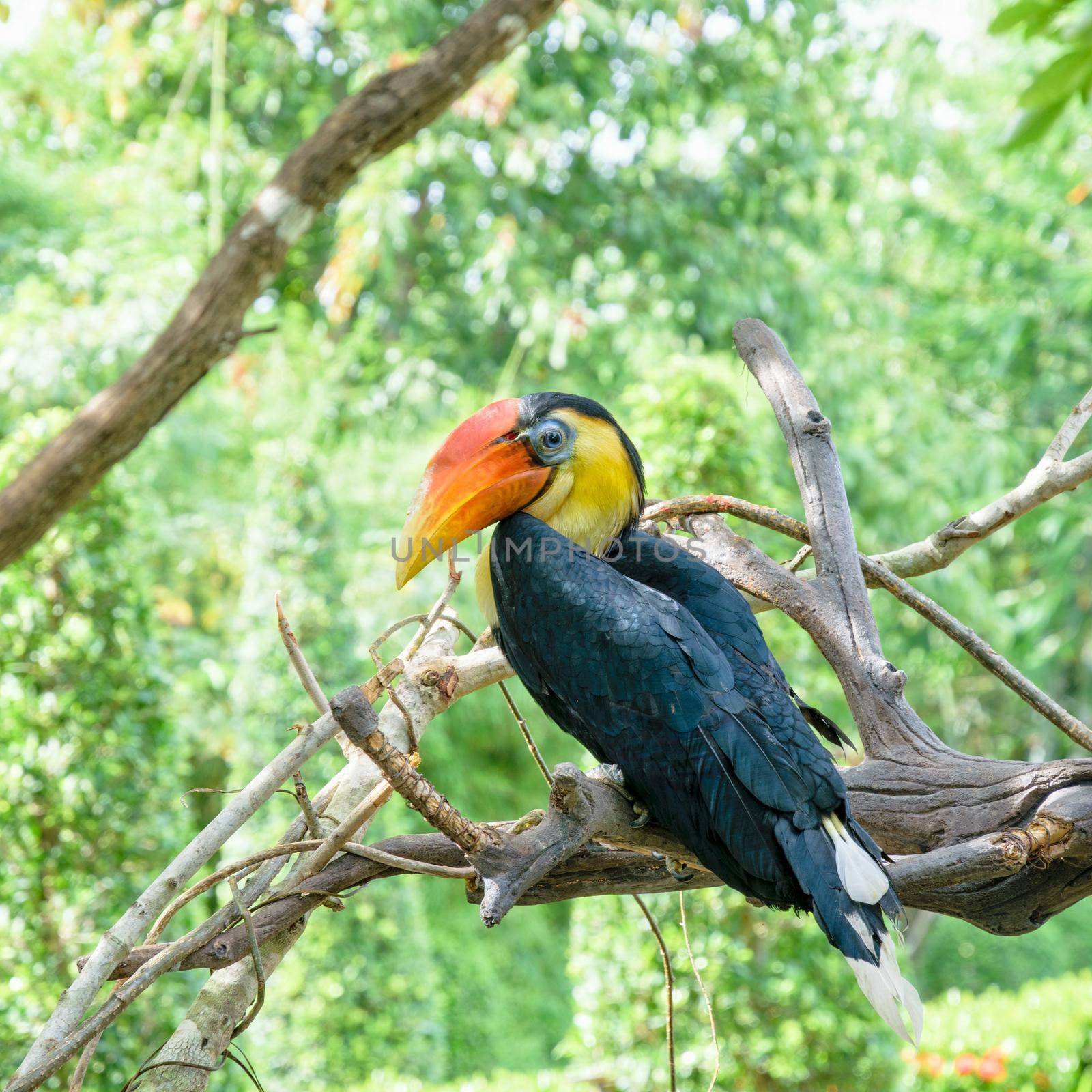 Wrinkled Hornbill, Sunda Wrinkled Hornbill or Aceros Corrugatus. It is a large bird with black feathers and the neck is bright yellow, red casque on top of its bill are perch on tree in Thailand