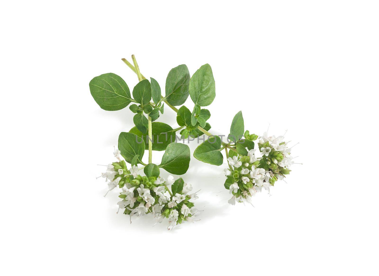 Isolated green oregano branch with flowers