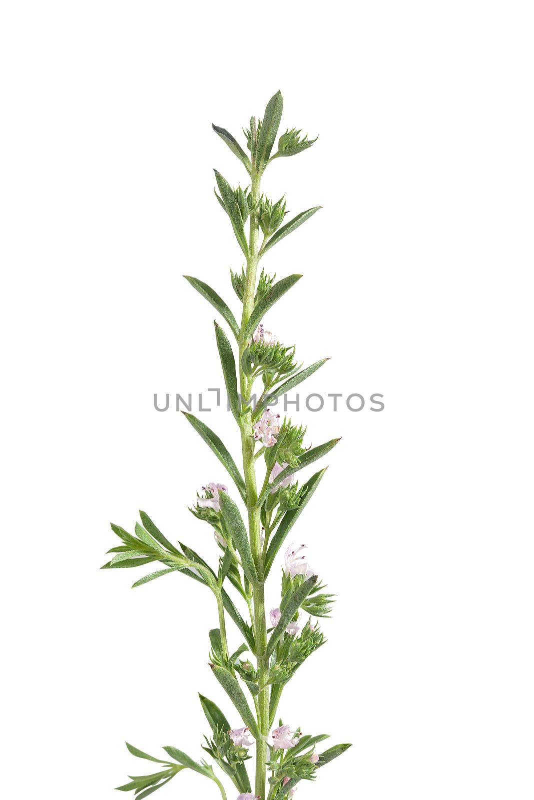 Branch of thyme with flower