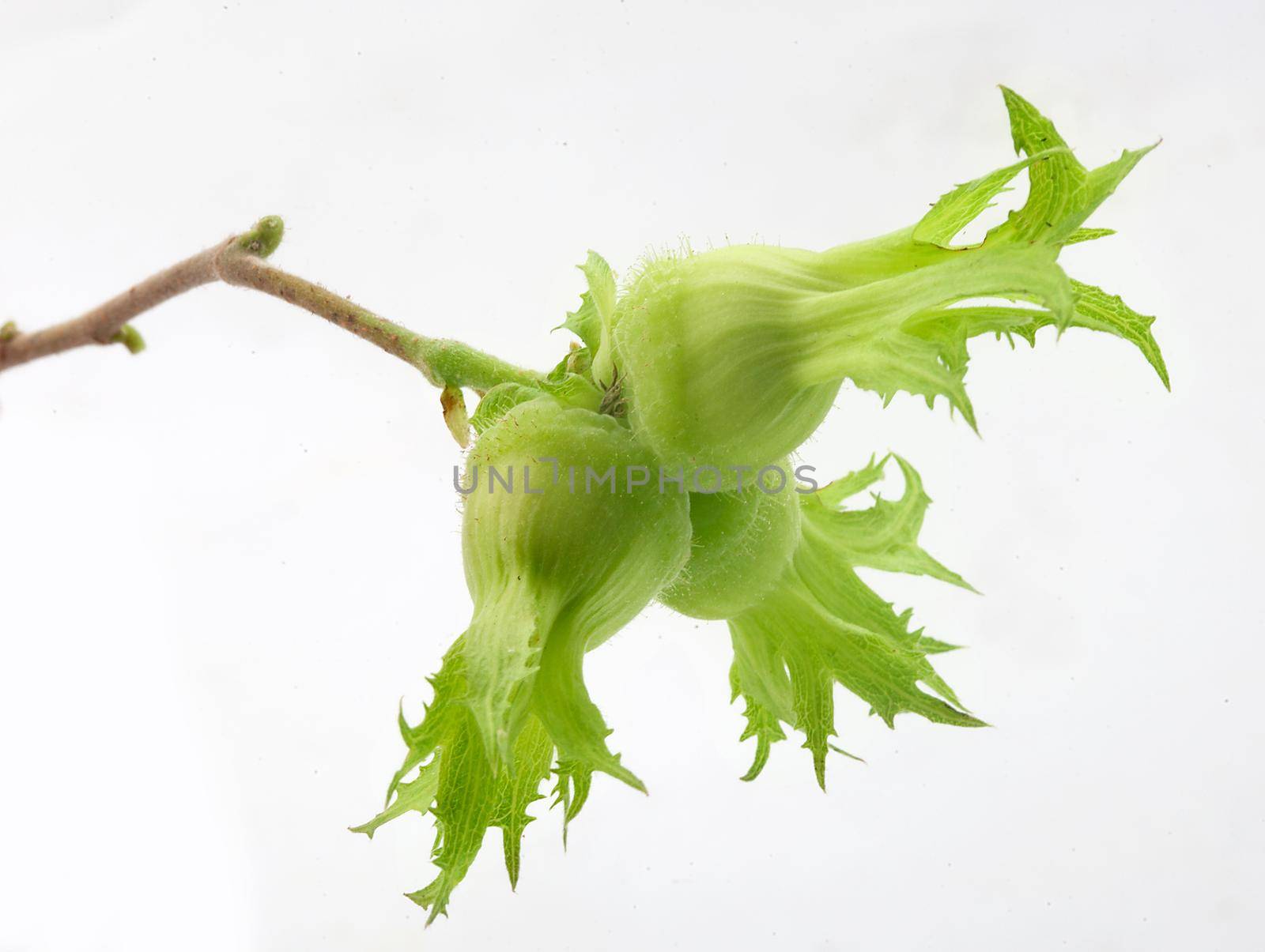 Three nuts of hazelnuts with outer husk