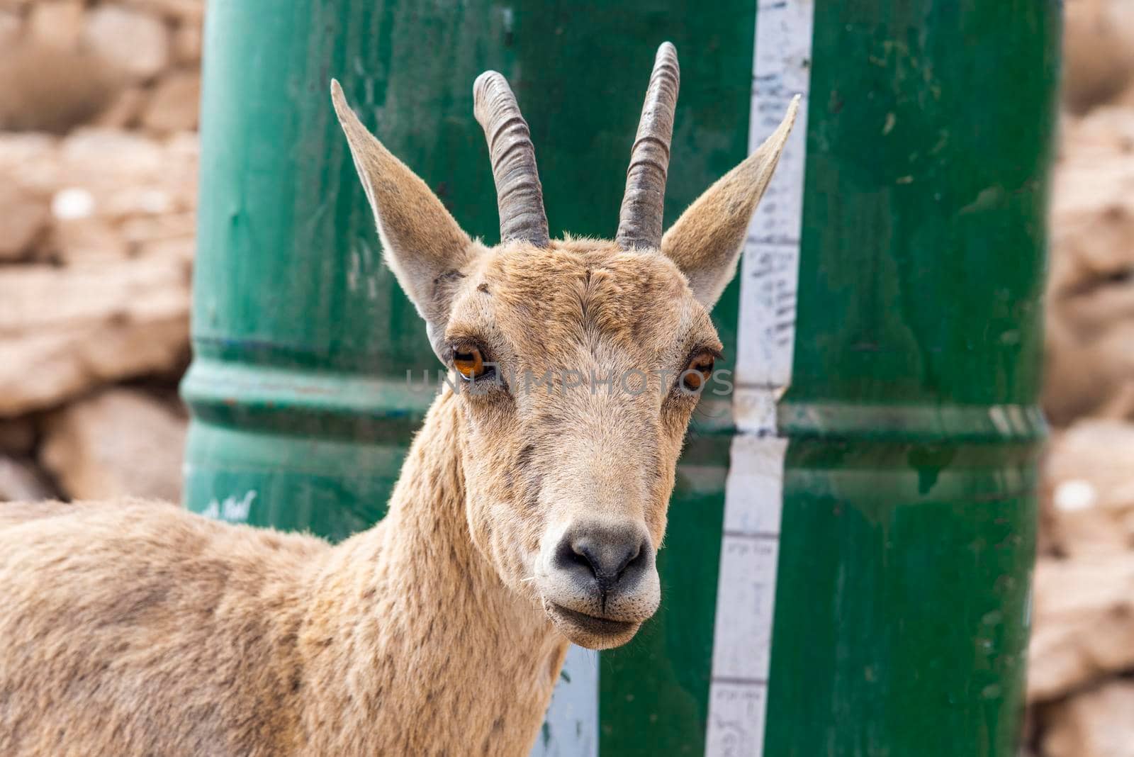 Close up of a Capra ibex Nubian, Nubian Ibexes family near Mitzpe Ramon. High quality photo