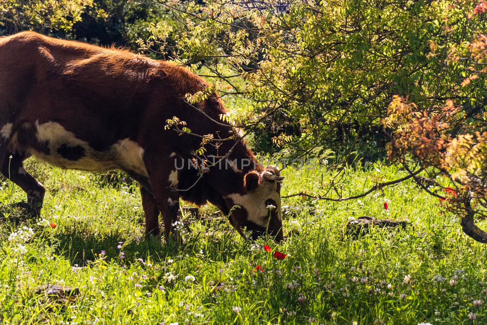 A herd of cows grazing on grass in front of a forest. Travel concept hiking. North District Israel High quality photo