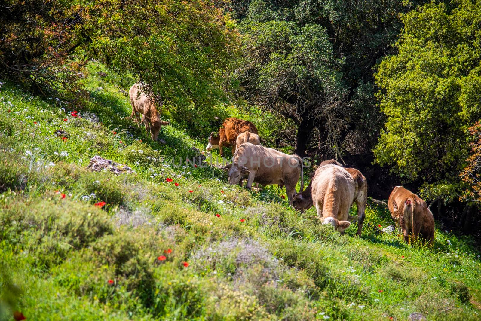 A herd of cows grazing on grass in front of a forest. Travel concept hiking. North District Israel High quality photo