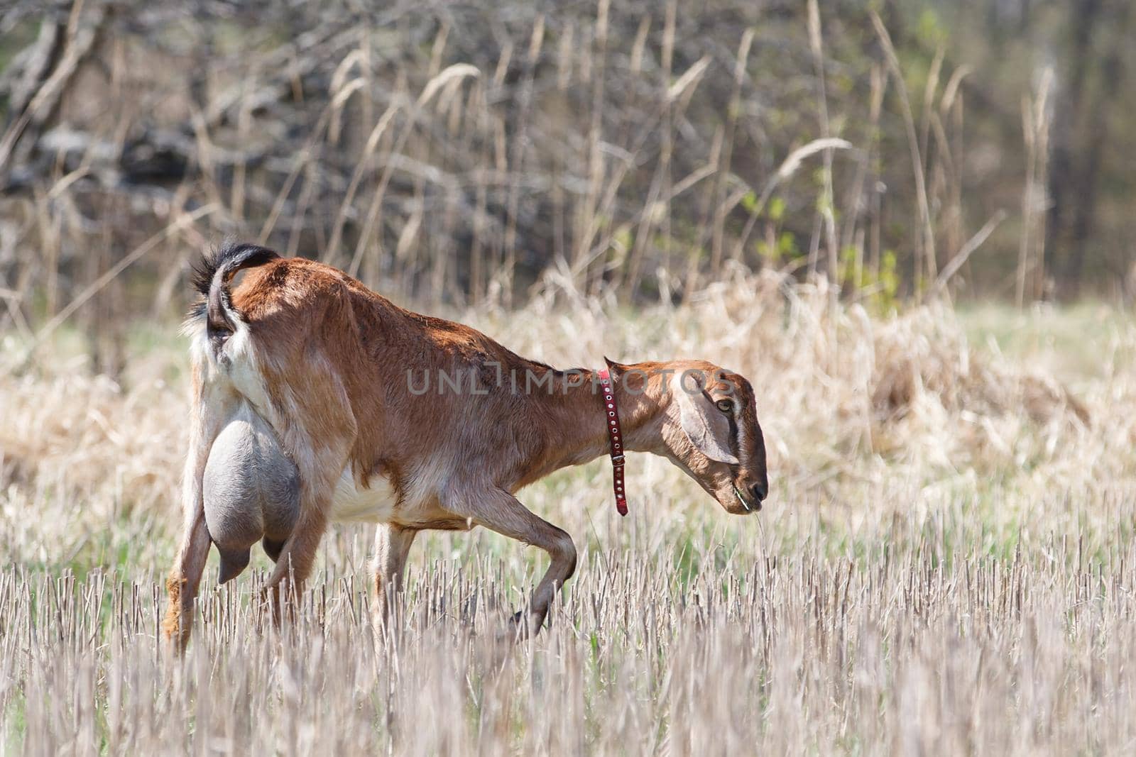 Anglo nubian goat with very big udder by Lincikas