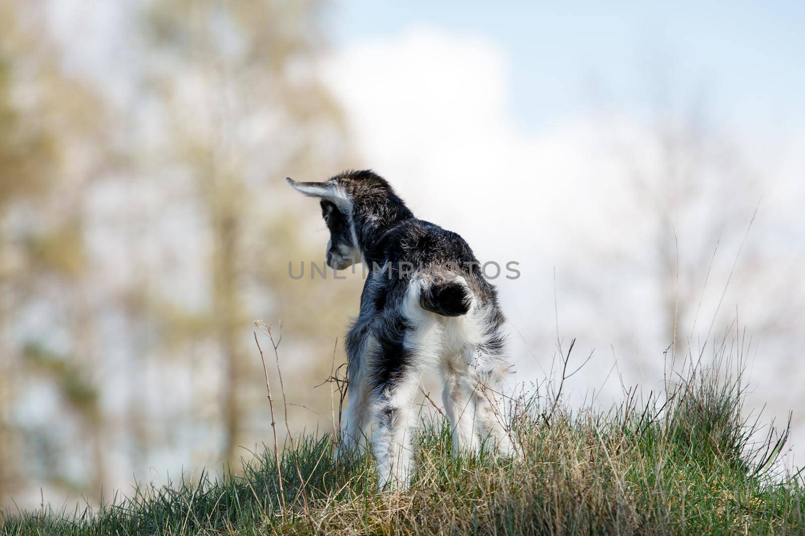 Young black goatling on the hill by Lincikas