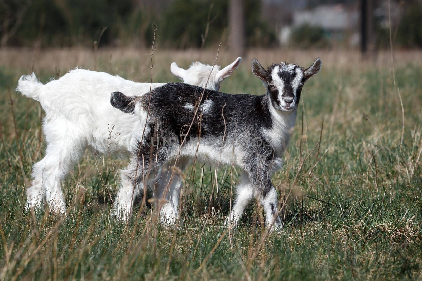 Adorable black and white goat kids outdoors by Lincikas