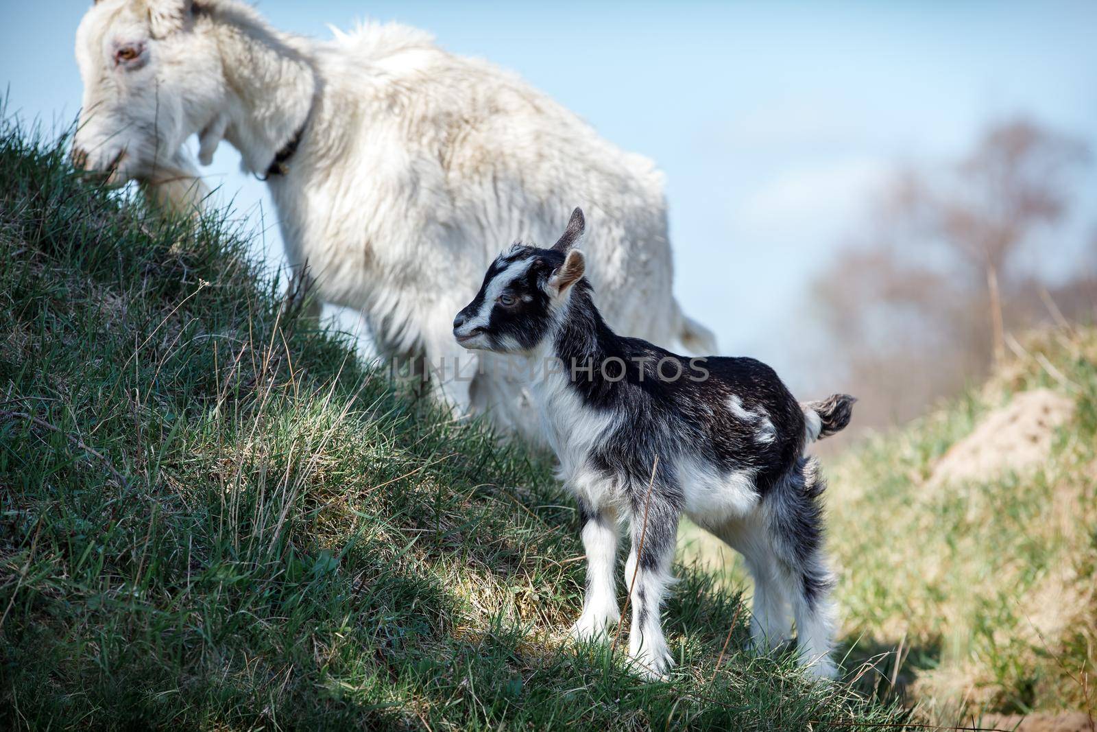 White goat and its little black and white goatling on the hill by Lincikas