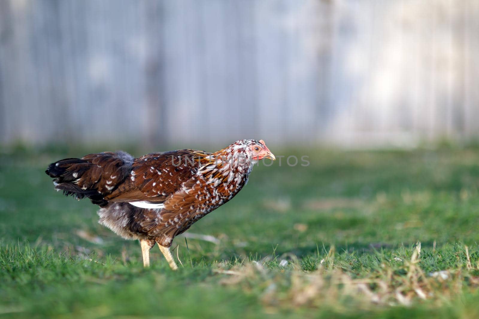 Speckled brown nice hen looking for food in the yard by Lincikas