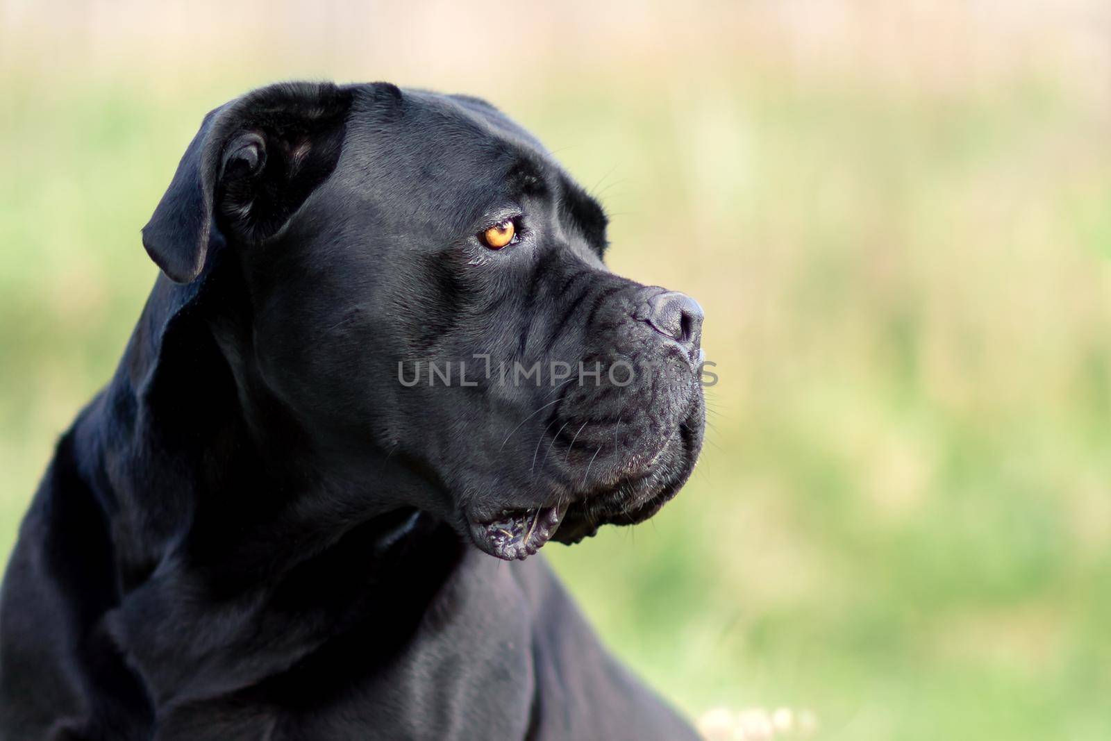 The dog watch closely a meadow by Lincikas