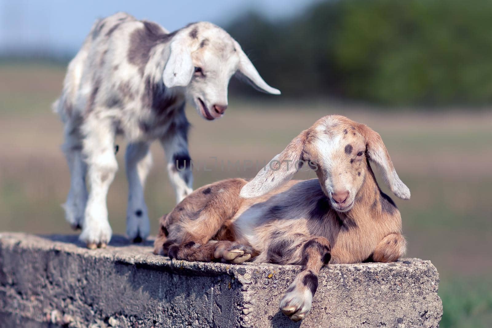 Goatlings lies on a concrete block by Lincikas