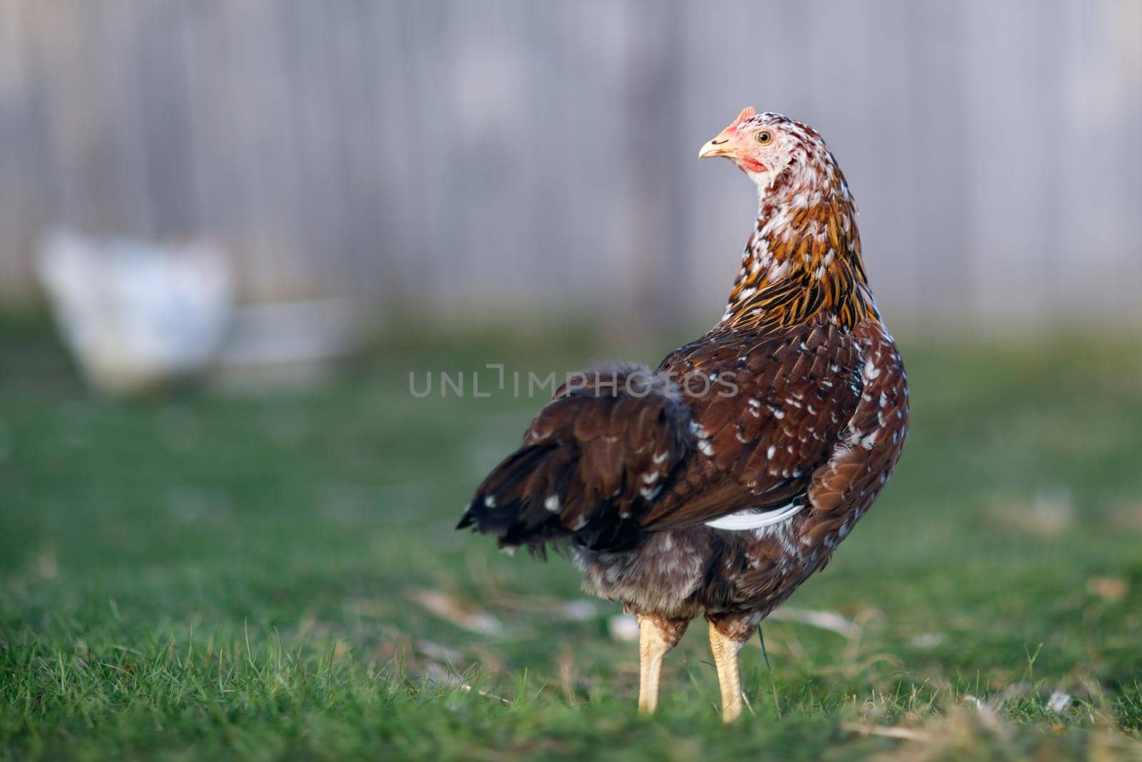 Speckled brown hen pecks food in the village yard on a sunny day