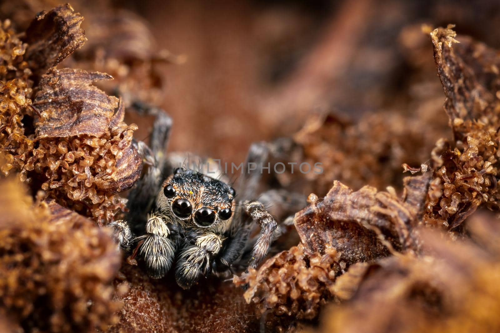 A brown jumping spider masquerades in the background of a brown crust